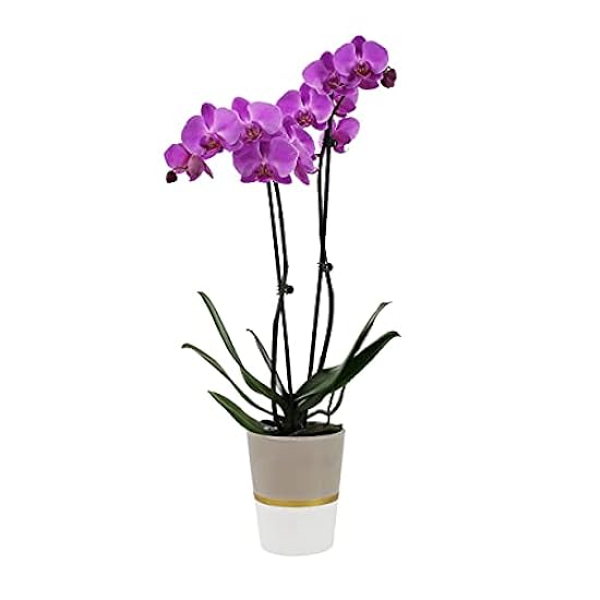 Plants & Blooms Shop (PB355) Orchid and Succulent Plant – Easy Care Live Plants, 4” Duo Planter with a 2.5” Diameter Orchid and Mini Echeveria Succulent, Purple in a Grün Stella Pot, Moss Topped 591018772