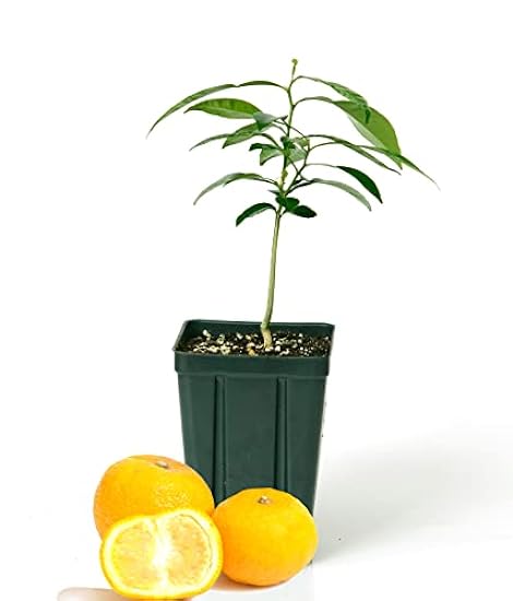Gerald Winters and Son Yuzu Citrus Tree - XL. Junos. 5&