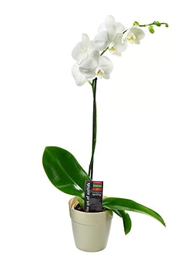 KaBloom Prime Next Day DELIVERY - Live Plant Collection