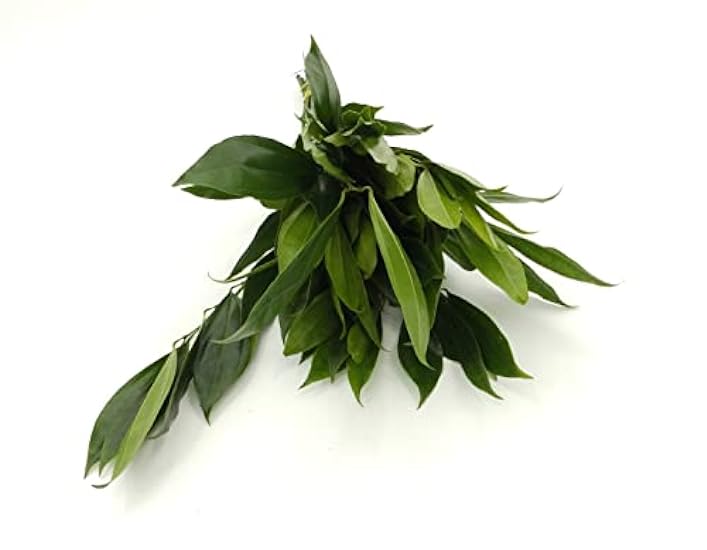 Rumhora Grüns | (5) Five Bunches of Fresh and Natural Israeli Ruscus | Pack of 10 Stems in Each Bunch | Perfect for Indoor and Outdoor Decorations 835287019