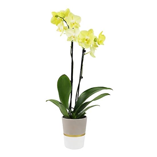 Plants & Blooms Shop (PB355) Orchid and Succulent Plant – Easy Care Live Plants, 4” Duo Planter with a 2.5” Diameter Orchid and Mini Echeveria Succulent, Purple in a Grün Stella Pot, Moss Topped 103993511