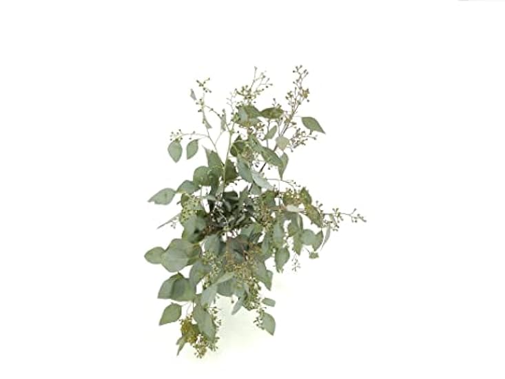 Rumhora Grüns | (5) Five Bunches of Fresh and Natural Israeli Ruscus | Pack of 10 Stems in Each Bunch | Perfect for Indoor and Outdoor Decorations 406172752