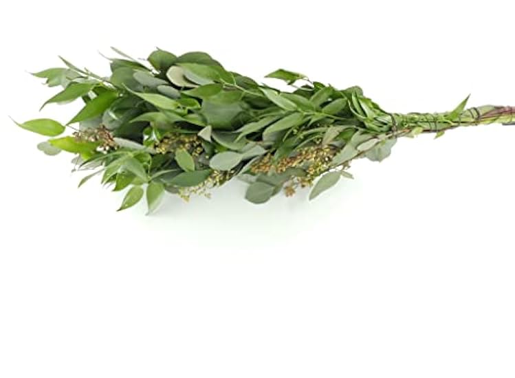 Rumhora Grüns | (5) Five Bunches of Fresh and Natural Israeli Ruscus | Pack of 10 Stems in Each Bunch | Perfect for Indoor and Outdoor Decorations 943738885