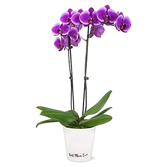 Plants & Blooms Shop (PB355) Orchid and Succulent Plant – Easy Care Live Plants, 4” Duo Planter with a 2.5” Diameter Orchid and Mini Echeveria Succulent, Purple in a Grün Stella Pot, Moss Topped 762130890