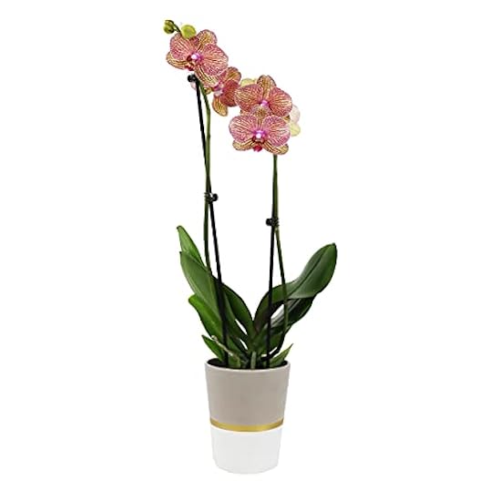 Plants & Blooms Shop (PB355) Orchid and Succulent Plant – Easy Care Live Plants, 4” Duo Planter with a 2.5” Diameter Orchid and Mini Echeveria Succulent, Purple in a Grün Stella Pot, Moss Topped 626739647