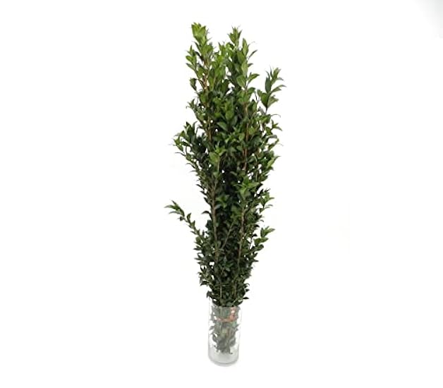 Rumhora Grüns | (5) Five Bunches of Fresh and Natural Israeli Ruscus | Pack of 10 Stems in Each Bunch | Perfect for Indoor and Outdoor Decorations 581273705