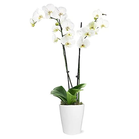 Plants & Blooms Shop (PB355) Orchid and Succulent Plant – Easy Care Live Plants, 4” Duo Planter with a 2.5” Diameter Orchid and Mini Echeveria Succulent, Purple in a Grün Stella Pot, Moss Topped 103993511