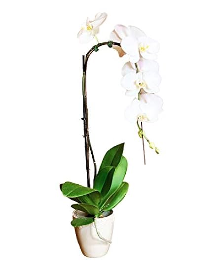 Earthly Orchids Live Orchid Plant - Chiffon 1 Spike Cascade 316179871