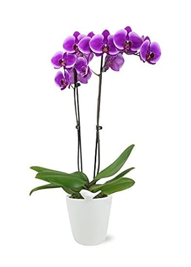 Plants & Blooms Shop (PB355) Orchid and Succulent Plant – Easy Care Live Plants, 4” Duo Planter with a 2.5” Diameter Orchid and Mini Echeveria Succulent, Purple in a Grün Stella Pot, Moss Topped 591018772