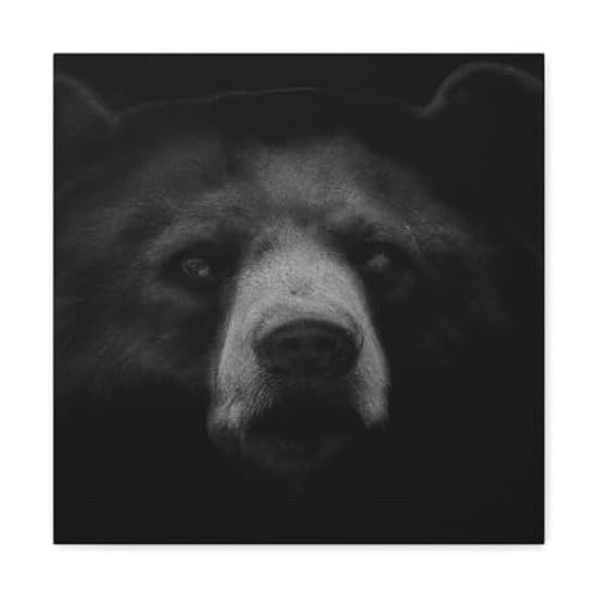 Asiatic Schwarz Bear Gnos - Canvas 16″ x 16″ / Premium 
