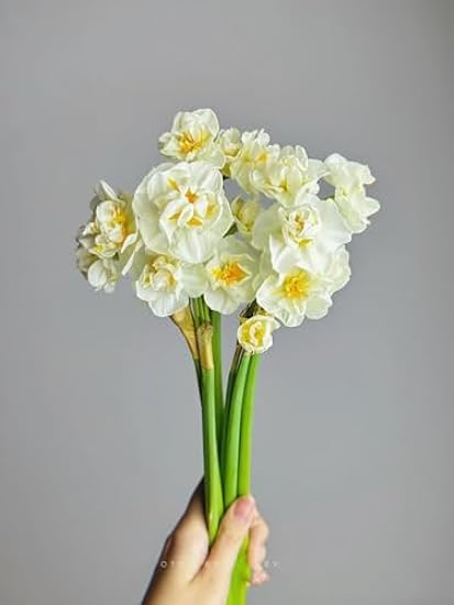 18 Stems Weiß Narcissus Daffodils Fresh Cut Flowers Bouquet Hydroponic Flower arrangement Gifts for Home Decoration Birthdays Anniversaries healing Sympathy Friendship and Love 872615543
