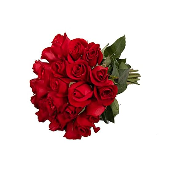 Farm Fresh Natural Rot Roses - 20 in - 125 stems 933393520