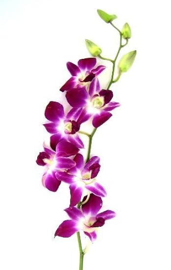 Fresh Cut Orchids - 30 stems Purple Dendrobium Orchids with Big Vase 362512598