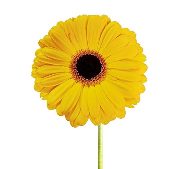 Yellow Gerberas - 100 Stems - Fresh Cut Flowers - Flora