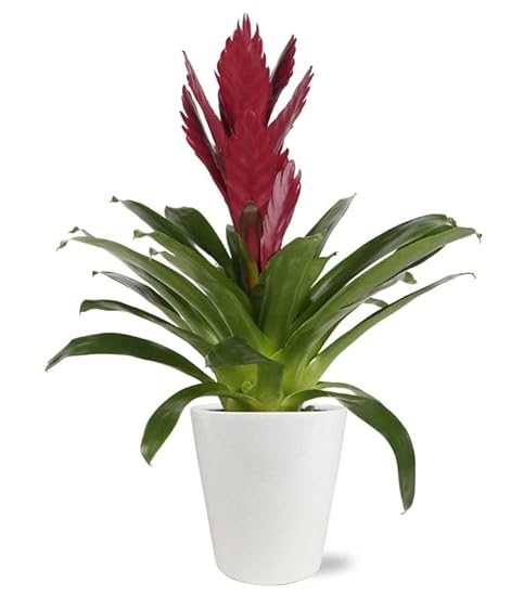 From You Flowers - Bold & Beautiful Bromeliad for Birth