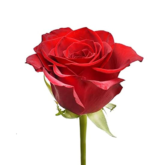 Farm Fresh Natural Rot Roses - 20 in - 125 stems 933393520