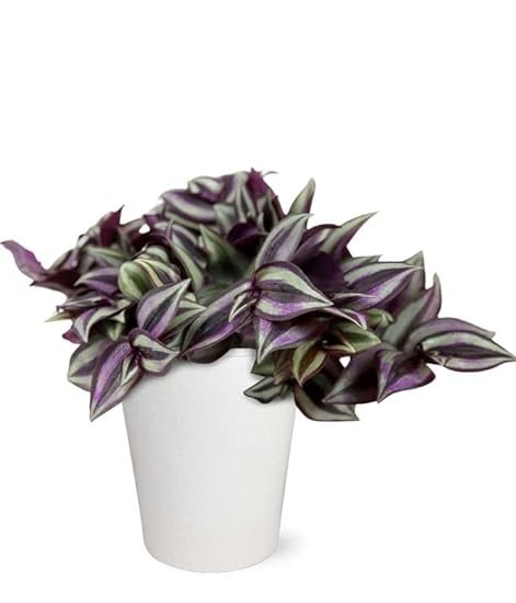 From You Flowers - Variegated Zebrina Planter for Birth