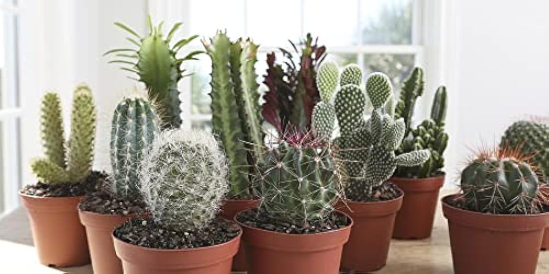 Costa Farms Cactus Live Indoor Plants, Cactus Décor 7 to 10-Inches Tall 10-Inches Tall, Assortment, Fresh From Our Farm 375168227
