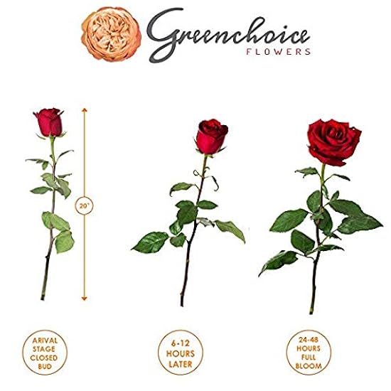 Grünchoice Flowers - 50 Stems of Premium Rose Pink Fresh Roses with 20 inch Long Stem Farm Fresh Flowers Beautiful Pink Rose Flower Cut Per Order Direct from Farm, Long Lasting 173371386