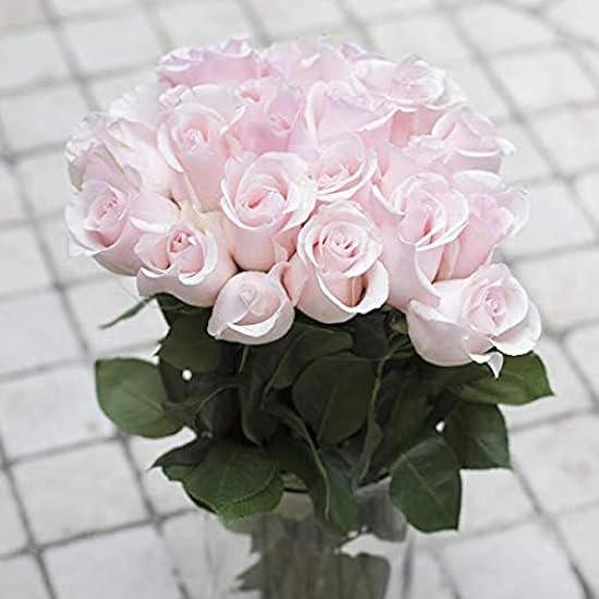 Grünchoice Flowers - 50 Stems of Premium Rose Pink Fresh Roses with 20 inch Long Stem Farm Fresh Flowers Beautiful Pink Rose Flower Cut Per Order Direct from Farm, Long Lasting 173371386