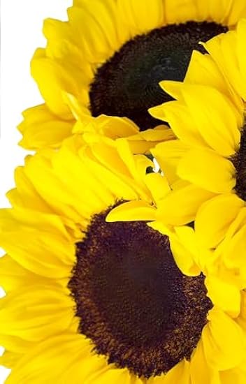 KaBloom PRIME NEXT DAY DELIVERY : Valentine´s Day Collection - Sunflower Bouquet: 10 Bright Yellow Sunflowers Gift for Sympathy, Anniversary, Get Well, Thank You, Valentine, Mother’s Day Flowers 589432046