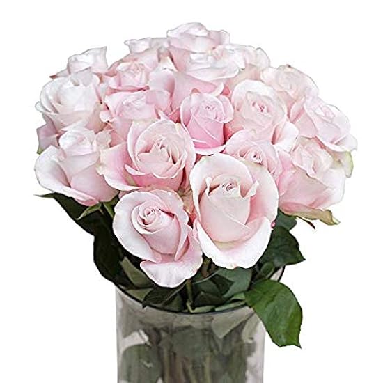 Grünchoice Flowers - 50 Stems of Premium Rose Pink Fres