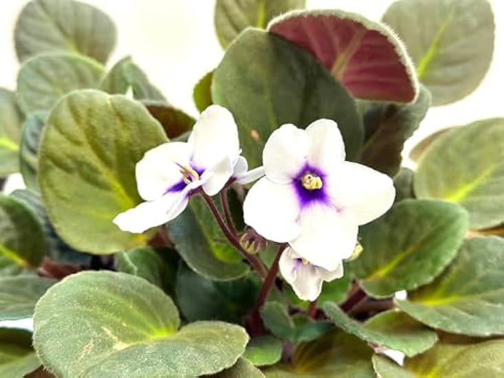 African Violet in 6-inch Pot. (Blossom) 781319205