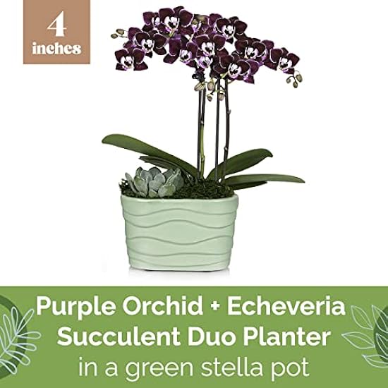 Plants & Blooms Shop (PB355) Orchid and Succulent Plant – Easy Care Live Plants, 4” Duo Planter with a 2.5” Diameter Orchid and Mini Echeveria Succulent, Purple in a Grün Stella Pot, Moss Topped 844974240