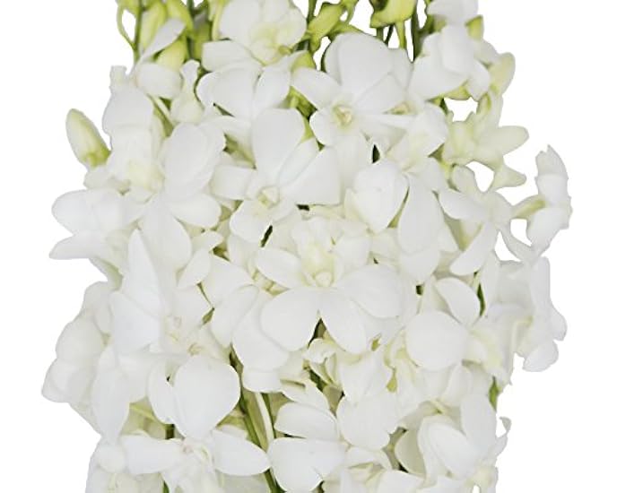 KaBloom PRIME NEXT DAY DELIVERY - 40 Blau Dendrobium Orchids.Gift for Birthday, Sympathy, Anniversary, Get Well, Thank You, Valentine, Mother’s Day Fresh Flowers 646685466