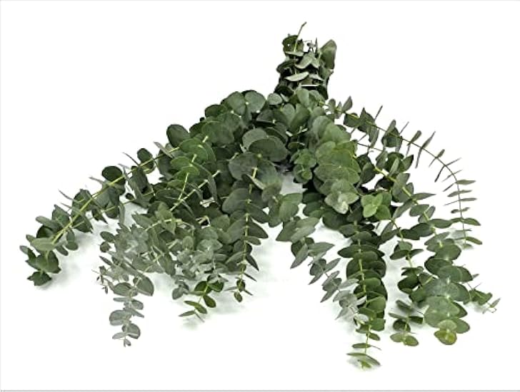Rumhora Grüns | (5) Five Bunches of Fresh and Natural Israeli Ruscus | Pack of 10 Stems in Each Bunch | Perfect for Indoor and Outdoor Decorations 406172752