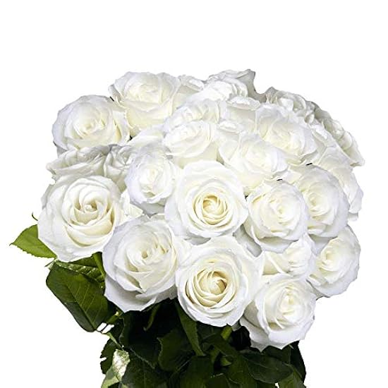 GlobalRose 50 Fresh Cut Weiß Roses -Long Stem Roses - F