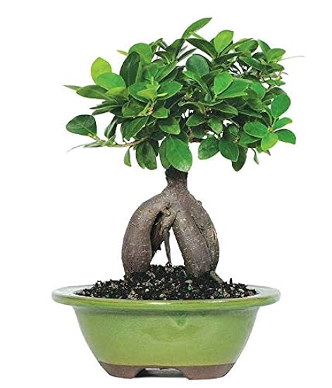From You Flowers - Ficus Ginseng Indoor Bonsai Tree for