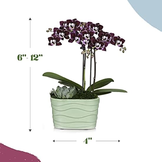 Plants & Blooms Shop (PB355) Orchid and Succulent Plant – Easy Care Live Plants, 4” Duo Planter with a 2.5” Diameter Orchid and Mini Echeveria Succulent, Purple in a Grün Stella Pot, Moss Topped 412333497