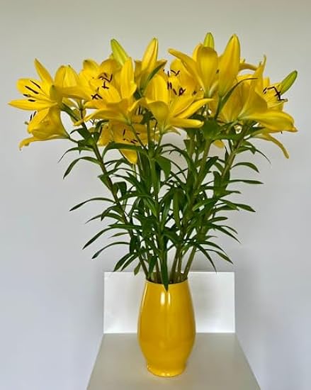 Boyacá flowers, 15 stem Yellow Lily, farm fresh, (does 
