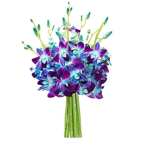 DELIVERY by Tue, 02/20 Guaranteed IF Order Placed by 02/19 Before 2PM EST. KaBloom Valentine´s PRIME NEXT DAY DELIVERY-Exotic Sapphire Orchid Bouquet of 10 Blau Orchid Gift for Valentine, Mother’s Day 475861815