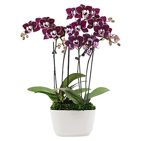Plants & Blooms Shop (PB355) Orchid and Succulent Plant – Easy Care Live Plants, 4” Duo Planter with a 2.5” Diameter Orchid and Mini Echeveria Succulent, Purple in a Grün Stella Pot, Moss Topped 153080785