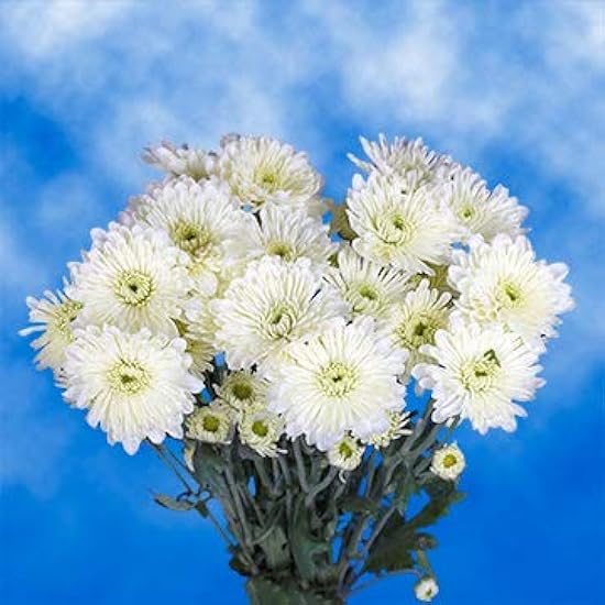 GlobalRose 72 Fresh Cut Weiß Chrysanthemum Cushion Flowers - Fresh Flowers For Birthdays, Weddings or Anniversary. 530920371