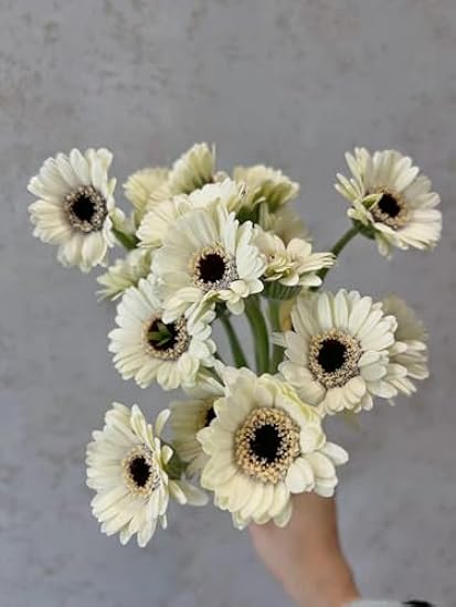 18 stems Flowers Mini Weiß Gerbera Loose Flowers Wholesale Home Hydroponic Flower Arrangement Gifts For Home Decoration Birthdays Anniversaries Healing Sympathy Friendship and Love 92296373
