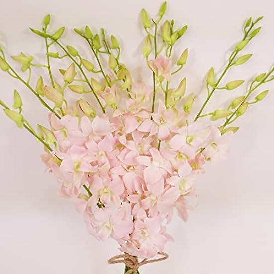 Athena´s Garden OC-DEN-JINDLL Jinda Sweet Cut Orchids, Long, Pink 68082138