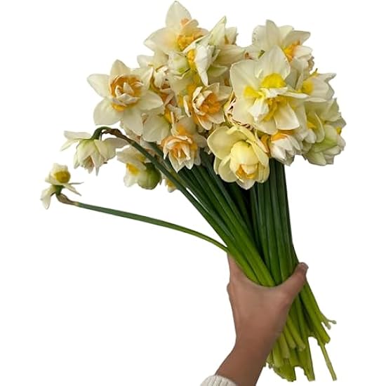 18 Stems Weiß Narcissus Daffodils Fresh Cut Flowers Bouquet Hydroponic Flower arrangement Gifts for Home Decoration Birthdays Anniversaries healing Sympathy Friendship and Love 872615543