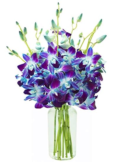 DELIVERY by Tue, 02/20 Guaranteed IF Order Placed by 02/19 Before 2PM EST. KaBloom Valentine´s PRIME NEXT DAY DELIVERY - Bouquet of 10 Blau Orchid with Vase For Gift for Valentine, Mother’s Day 675802784