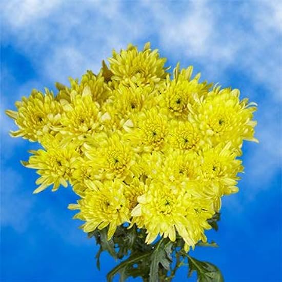 GlobalRose 72 Fresh Cut Yellow Chrysanthemum Cushion Flowers - Fresh Flowers For Birthdays, Weddings or Anniversary. 172040055