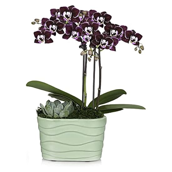 Plants & Blooms Shop (PB355) Orchid and Succulent Plant