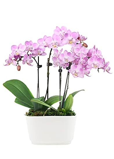 Plants & Blooms Shop (PB355) Orchid and Succulent Plant – Easy Care Live Plants, 4” Duo Planter with a 2.5” Diameter Orchid and Mini Echeveria Succulent, Purple in a Grün Stella Pot, Moss Topped 844974240