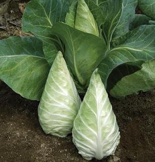 Cabbage Caraflex 250 Seeds 147421354