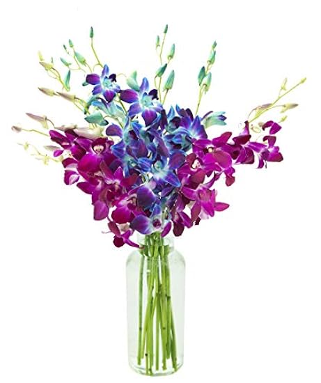 DELIVERY by Tue, 02/20 Guaranteed IF Order Placed by 02/19 Before 2PM EST. KaBloom Valentine´s PRIME NEXT DAY DELIVERY - Bouquet of 10 Blau Orchid with Vase For Gift for Valentine, Mother’s Day 675802784
