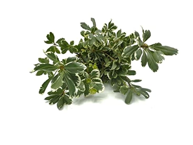 Rumhora Grüns | (5) Five Bunches of Fresh and Natural Israeli Ruscus | Pack of 10 Stems in Each Bunch | Perfect for Indoor and Outdoor Decorations 283705432