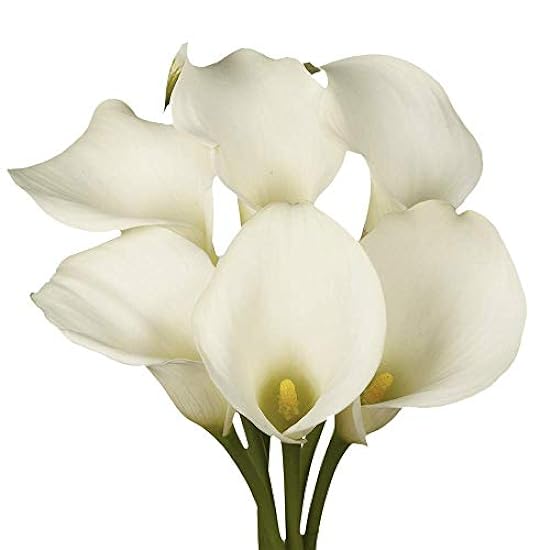 GlobalRose 72 Fresh Open Cut Weiß Calla Lilies - Fresh Flowers For Birthdays, Weddings or Anniversary. 462284710