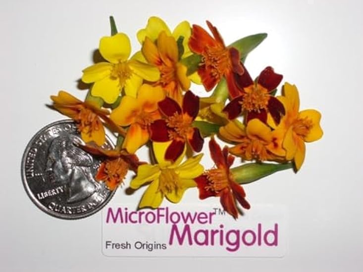 Edible Flower - Micro Marigold - 4 x 200 Count 15078955