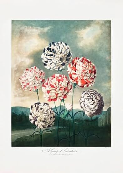 A Group of Carnations from The Temple of Flora (1807) P